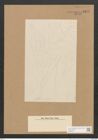 Berkeleya sp. (de-Toni-Nr.: Genus 21) Zeichnungen Sammlung Grunow Nr. 2377 (NHMW-BOT-W0369512)